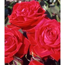 Rose 'Ruby Wedding'   5Ldp