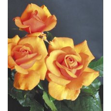 Rose 'Simply The Best'   3Ldp / 5Ldp (ROTY02)