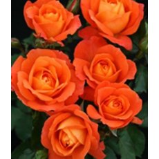 Rose 'Super Trouper'   5Ldp (NOV10) Rose 'Super Trouper'   5Ldp (NOV10)