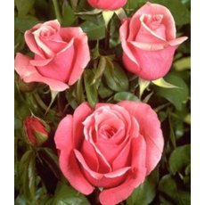 Rose 'The Queen Elizabeth'   3Ldp / 5Ldp