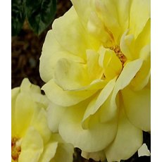 Rose 'Arthur Bell - Climbing'   4Ldp Rose 'Arthur Bell - Climbing'   4Ldp
