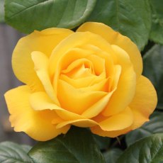 Rose Arthur Bell - Climbing 4Ldp