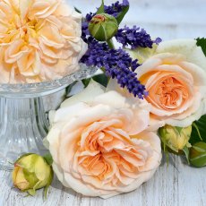 Rose 'Timeless Cream'   3Ldp / 4Ldp