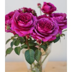 Rose 'Timeless Purple'   3Ldp / 4Ldp