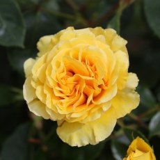 Rose 'Anniversary Wishes'   3Ldp