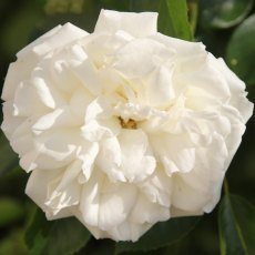 Rose 'Diamond Dad'   3Ldp Rose 'Diamond Dad'   3Ldp
