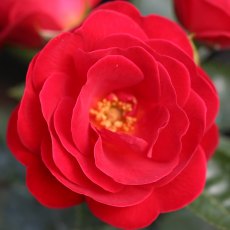 Rose 'Lots Of Kisses'   3Ldp