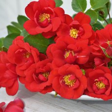 Rose 'Lots Of Kisses'   3Ldp