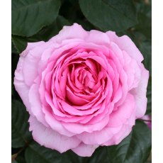 Rose 'Mum In A Million'   3Ldp Rose 'Mum In A Million'   3Ldp