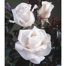 Rose 'Remember'   3Ldp