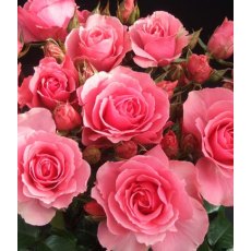 Rose 'You're Beautiful'   5Ldp (ROTY13) Rose 'You're Beautiful'   5Ldp (ROTY13)