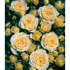 Rose 'Sweet Memories'   3Ldp / 5Ldp