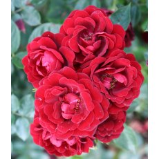 Rose 'Sweet Wishes'   3Ldp