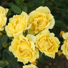 Rose 'Yellow Patio'   3Ldp