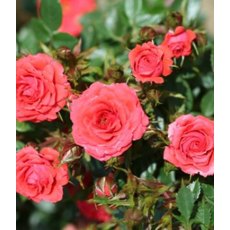 Rose 'Birthday Wishes'   3Ldp