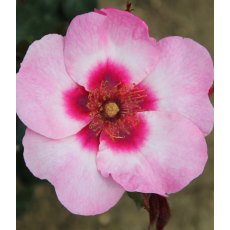 Rose 'Bright as a Button'   3Ldp