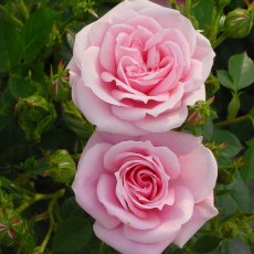 Rose 'Diamond Wishes'   3Ldp