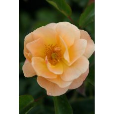 Rose 'Flower Carpet Amber'   3Ldp