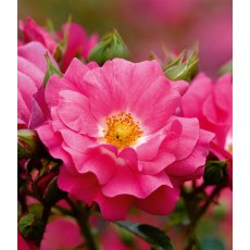 Rose 'Flower Carpet Pink'   3Ldp