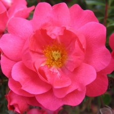 Rose 'Flower Carpet Pink Supreme'   3Ldp