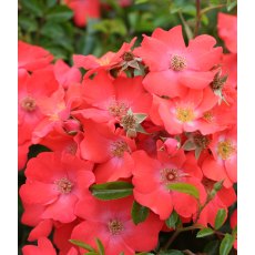 Rose 'Flower Carpet Sunset'   3Ldp