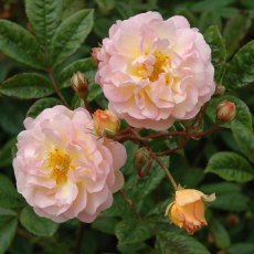 Rose 'Ghislaine De Feilgonde'  4Ldp