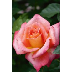 Rose 'Inspiration'   3Ldp