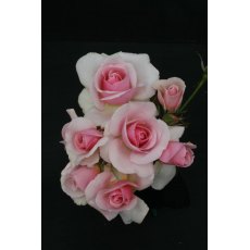 Rose 'Let There Be Love'   3Ldp