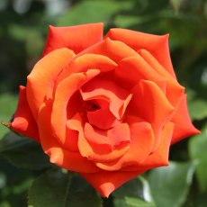 Rose 'One Love'   3Ldp Rose 'One Love'   3Ldp
