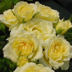 Rose 'Our Dream'   3Ldp