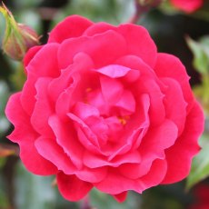 Rose 'Raspberry Royale'   3Ldp