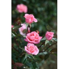 Rose 'Star Performer'  4Ldp