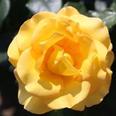 Rose My Lovely Mum 3Ldp