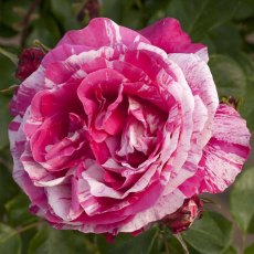 Rose 'Raspberry Cream Swirl'   4Ldp