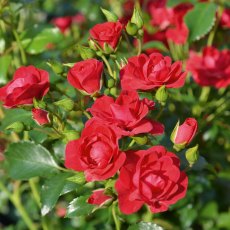 Rose 'Flower Carpet Cherry'   3Ldp