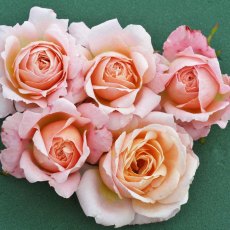 Rose 'Peachy'   3Ldp