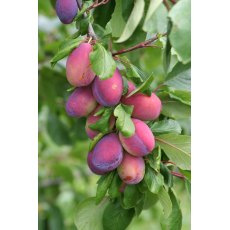 Plum 'Victoria' - Bush - VVA-1   12L