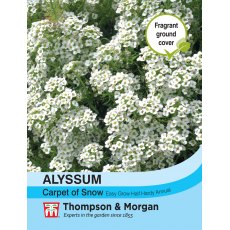 Alyssum Carpet of Snow