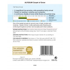 Alyssum Carpet of Snow