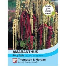 Amaranthus Pony Tails