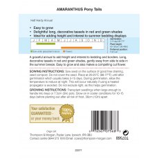 Amaranthus Pony Tails