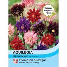 Aquilegia Barlow Mixed