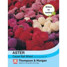Aster Carpet Ball Mixed