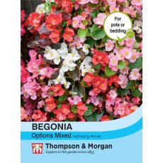 Begonia semperflorens Options Mixed