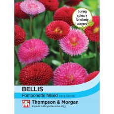 Bellis Pomponette Mixed