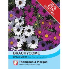 Brachycome Bravo