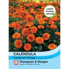 Calendula Candyman Orange