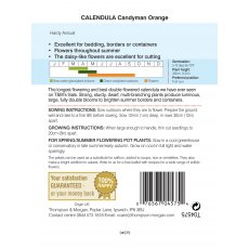 Calendula Candyman Orange