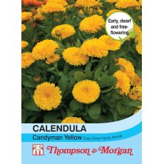 Calendula Candyman Yellow