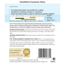 Calendula Candyman Yellow